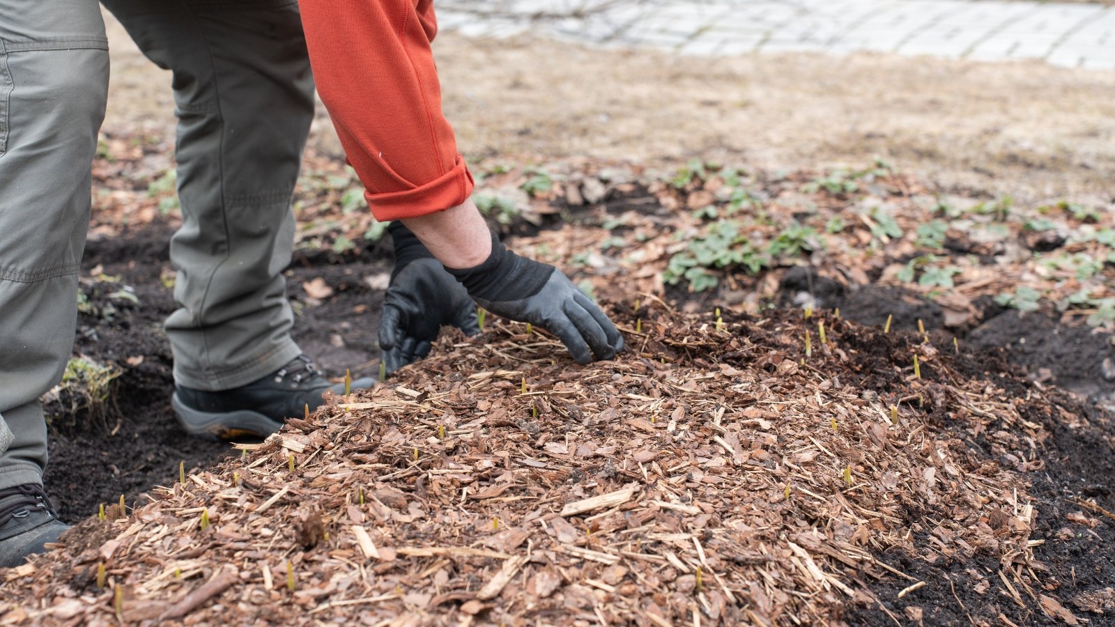 A person wearing black gloves spreads a thick layer of brown mulch across a garden bed, covering the surface for moisture retention or weed prevention.