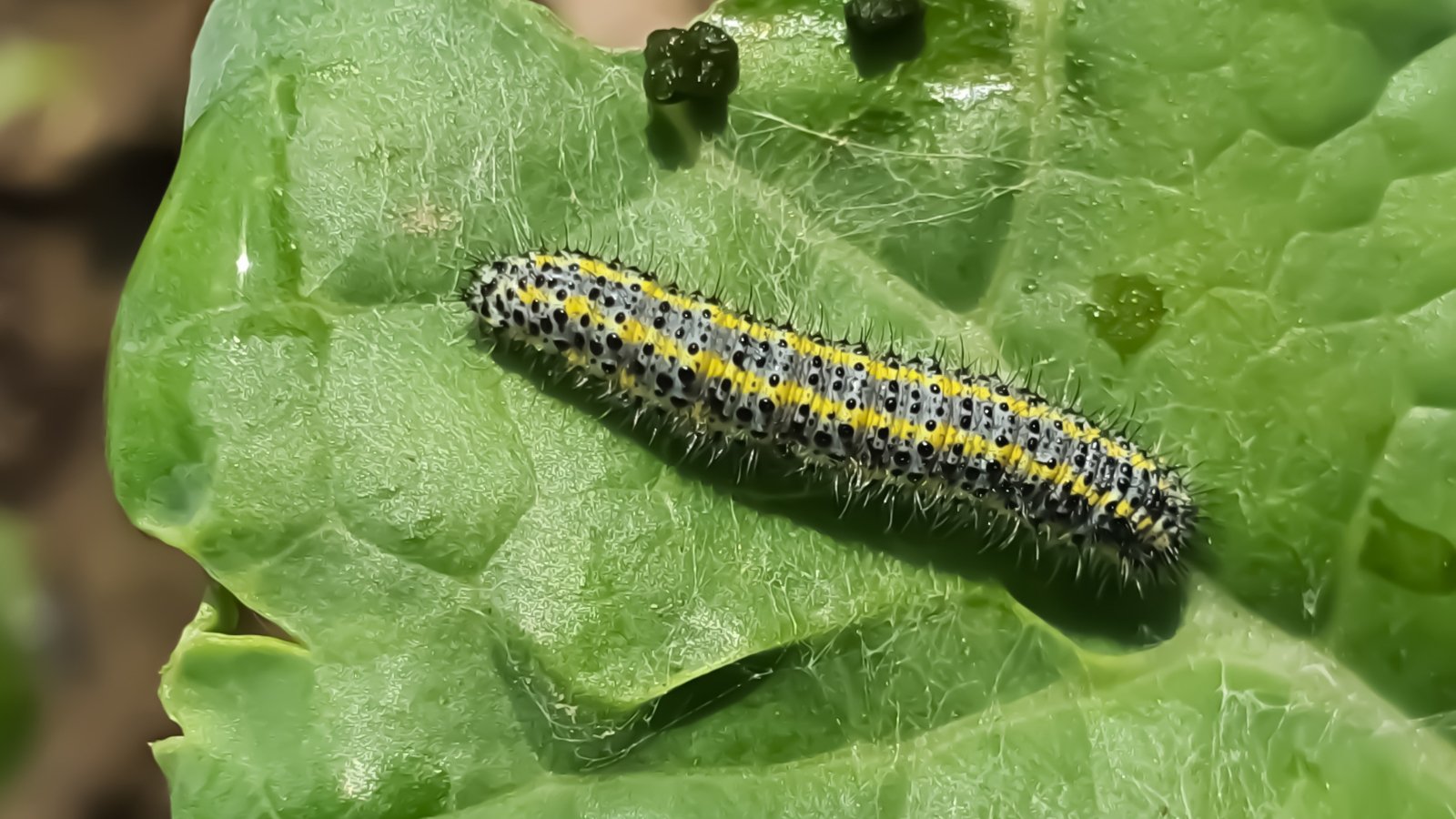 А bright green caterpillar with fine hairs feed on the outer leaf, leaving small holes.
