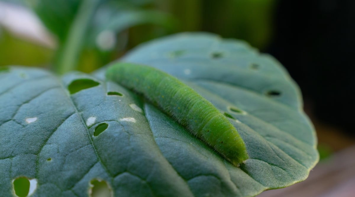 A Cabbage Worm, identifiable by its pale green color, is nestled on a leaf marred with holes from its feeding. The voracious larva, with its characteristic subtle markings, exhibits the aftermath of its destructive munching.
