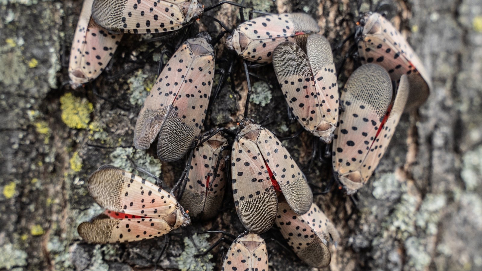 Close-up of a swarm of pests possessing slender bodies with grayish-brown bases covered in black spots, and their striking wings display vibrant red hues with dark tips when spread.