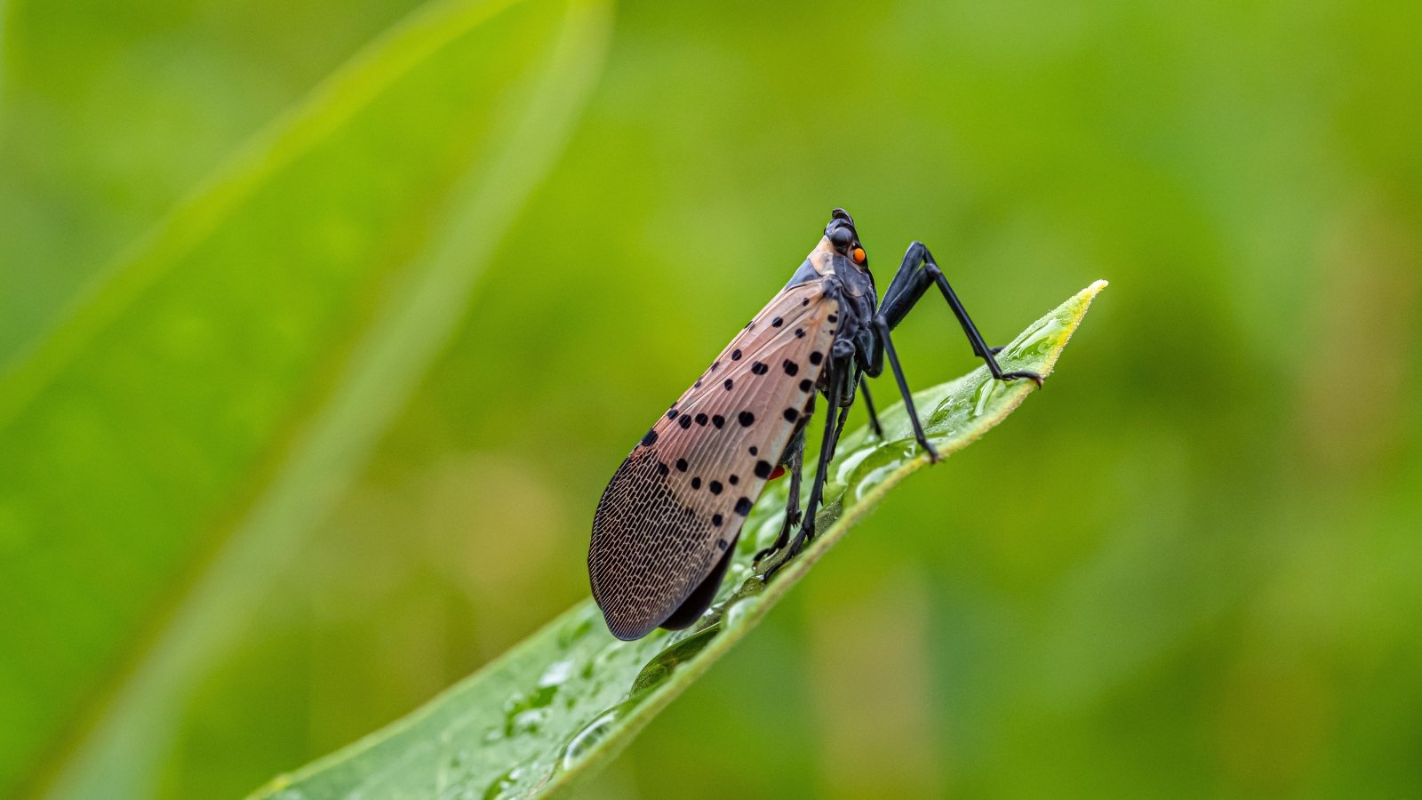 The pest rests on a wet leaf, showcasing a distinctive body with a dark grayish-brown base adorned with prominent black spots and vibrant red hindwings.
