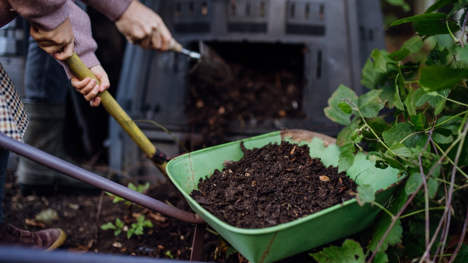 A person uses a shovel to transfer dark, moist soil from a garden heap into a green wheelbarrow, standing next to a large composting bin surrounded by greenery.