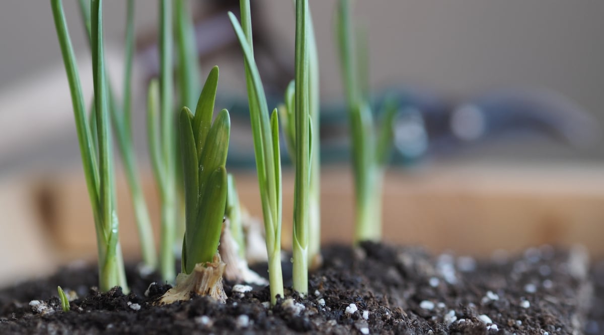 Green garlic leeks rise gracefully, their tender shoots reaching for the sky. The dark soil cradles the slender leeks, their subtle aroma promising a delicate fusion of earthy and fresh flavors.
