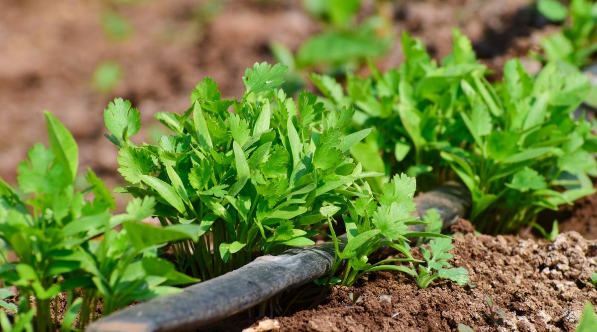 Lush green cilantro plant thrives in a neat row, showcasing their vigorous development within the fertile brown soil, capturing the essence of a thriving garden. A contrasting black stick rests amongst the verdant cilantro. 