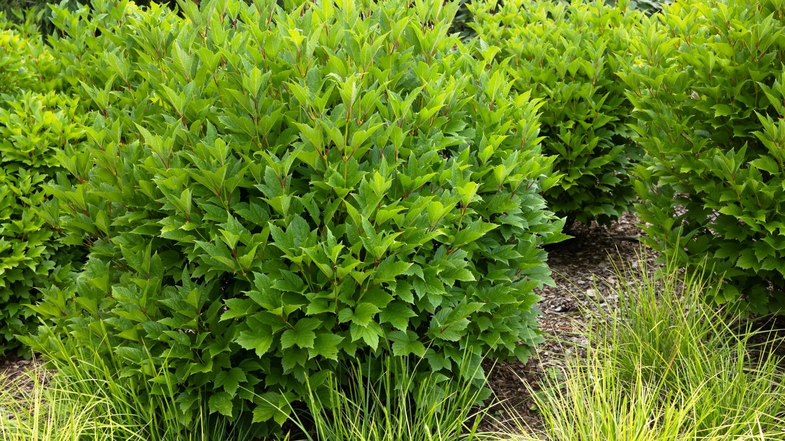 A well-rounded bush with abundant, tightly packed green leaves stands tall in a garden, with a mix of dark soil and light grass surrounding its base, creating a vibrant and healthy appearance.