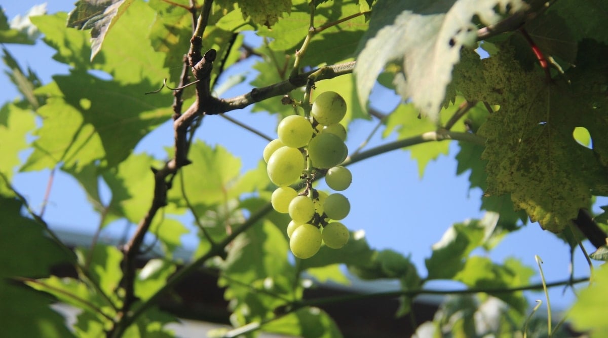 Close up of a bunch of round green fruits growing from a dark green vine against a bright blue sky. The leaves are large with serrated edges.
