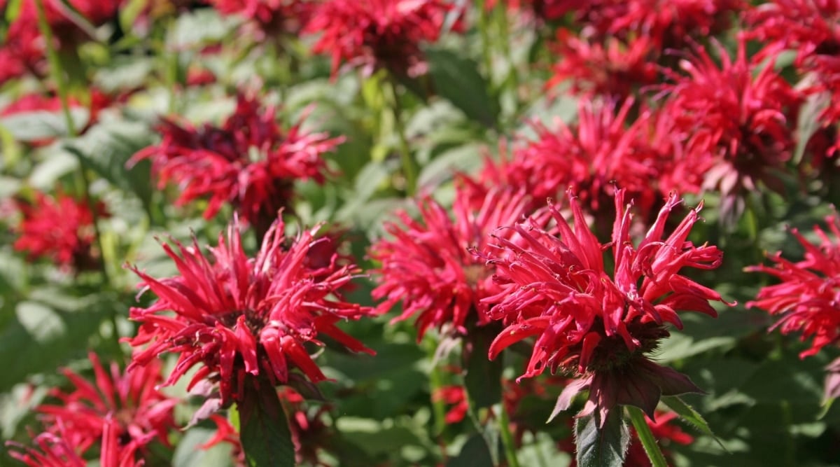 Close-up of many pink, tubular blooms, each of which is supported by a whorl of leafy bracts. The plant's thin, hairy, green leaves are also shown.