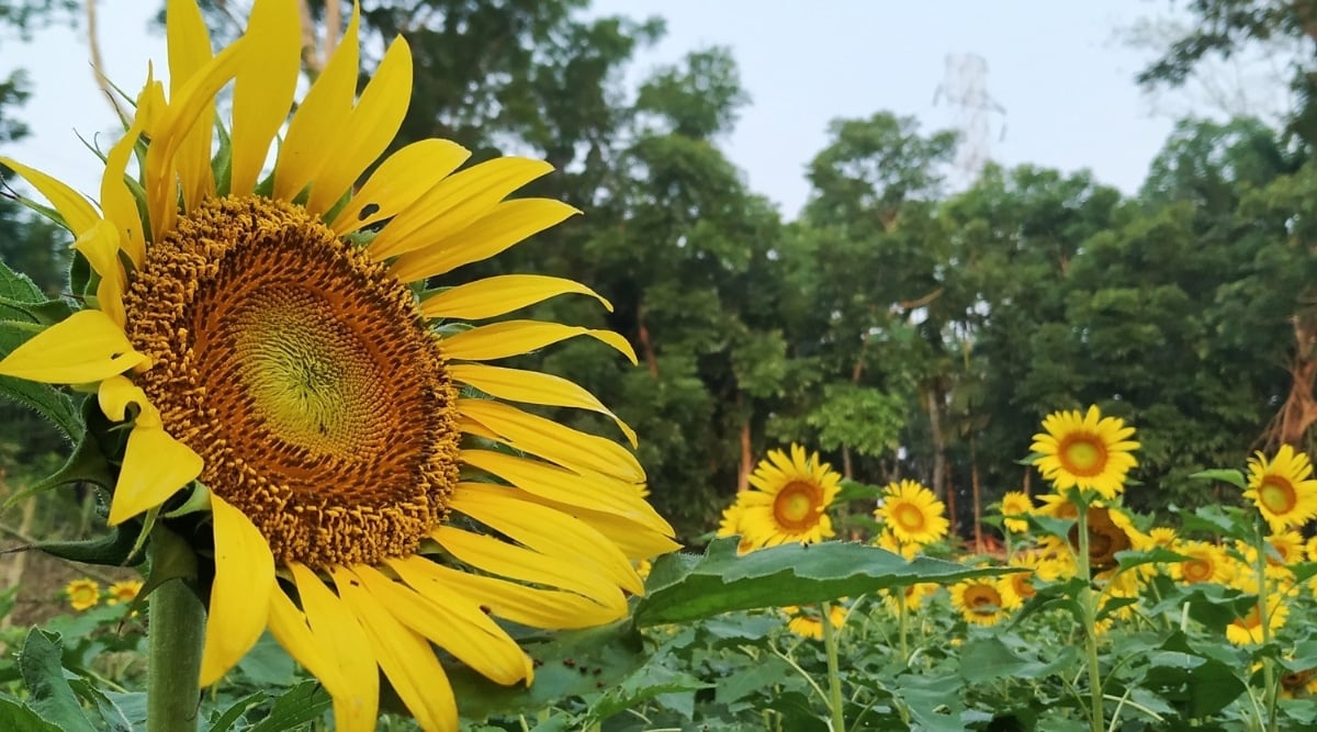 Field of sunflowers with a single, large sunflower in focus to the left. It has bright yellow petals surrounding the large, round, orange center that grows at the very tip of a tall, sturdy, green stem. The sunflower faces to the right. Several other sunflowers are in the back with the same large, round orange center with yellow petals. The background is a slightly blurry forrest of tall lush trees.
