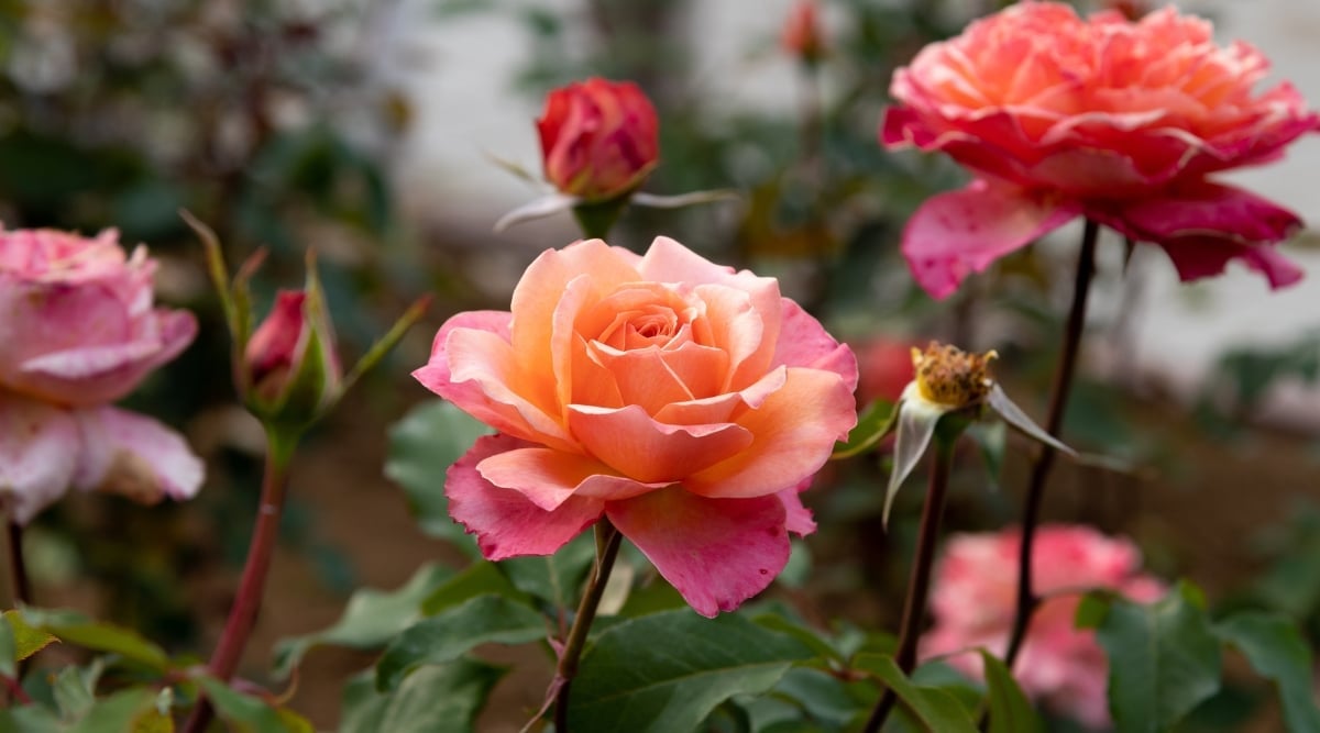 A close-up of rose flowers with soft petals that blend shades of peach and pastel pink. It features prickly, brown stems and shiny, green leaves.