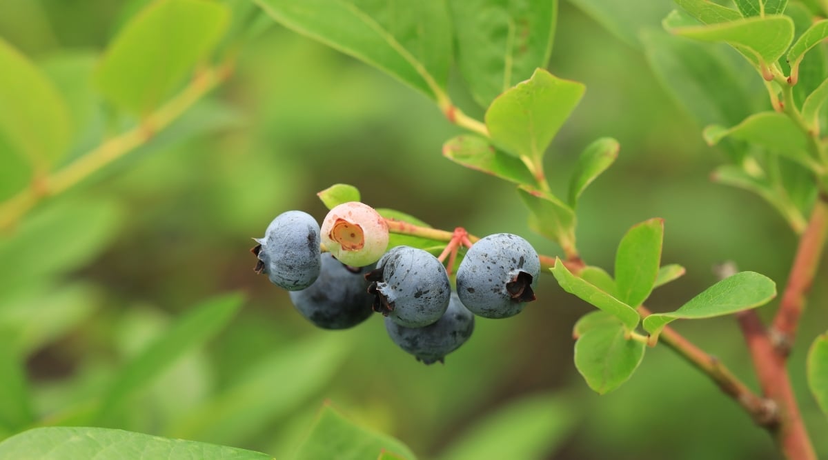 Garden grown blueberries hanging off shrubby branch is ripe. The fruits are blue, but one is pink and is not yet ripe.