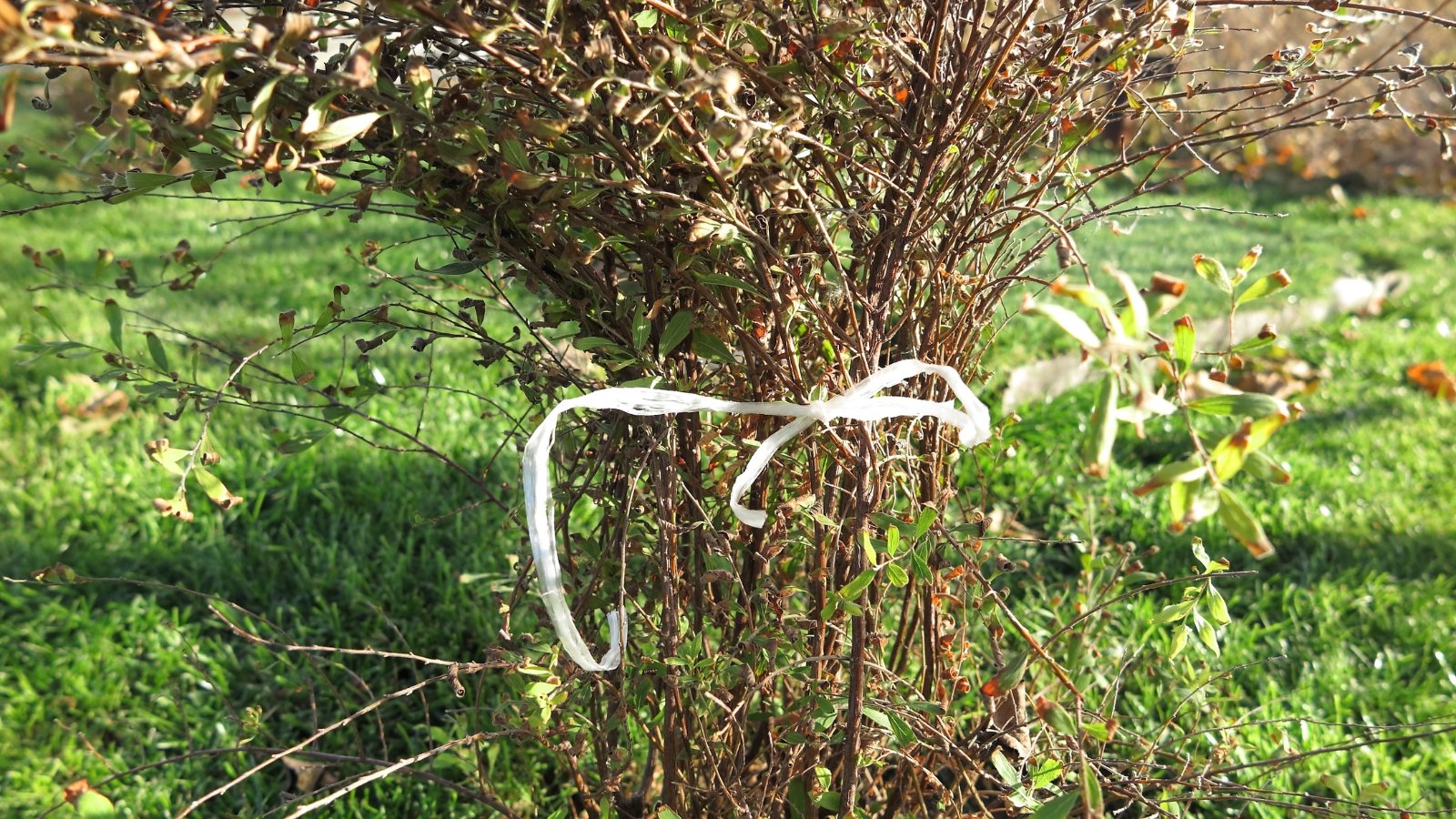 Close-up of a woody shrub with thin, vertical, slightly arched stems covered in small green and brown autumn leaves, tied with white rope for support against wind and snow in an autumn garden.
