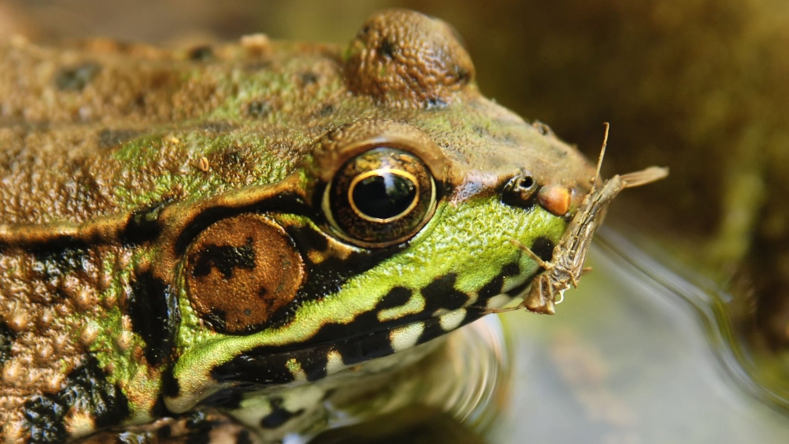 A close-up of a brown and green speckled amphibian, its large, amber eyes just above the waterline, as it rests partially submerged in the shallow, reflective surface of a pond.