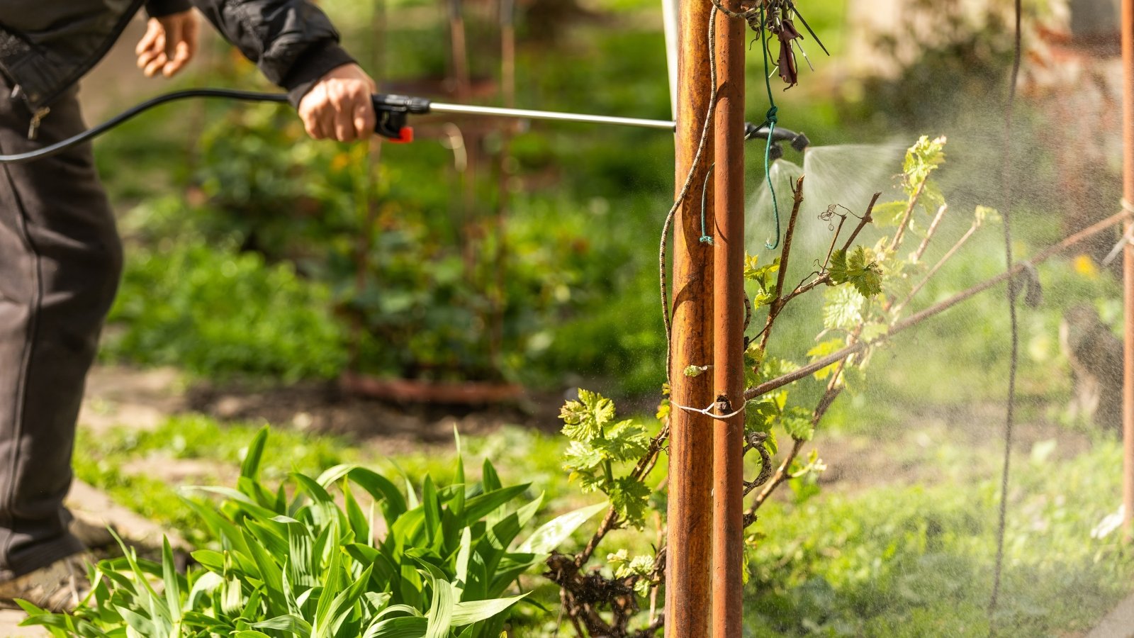 A person wearing protective gear uses a spray nozzle to apply insecticide on the plants, surrounded by overgrown greenery, the liquid misting over the leaves.