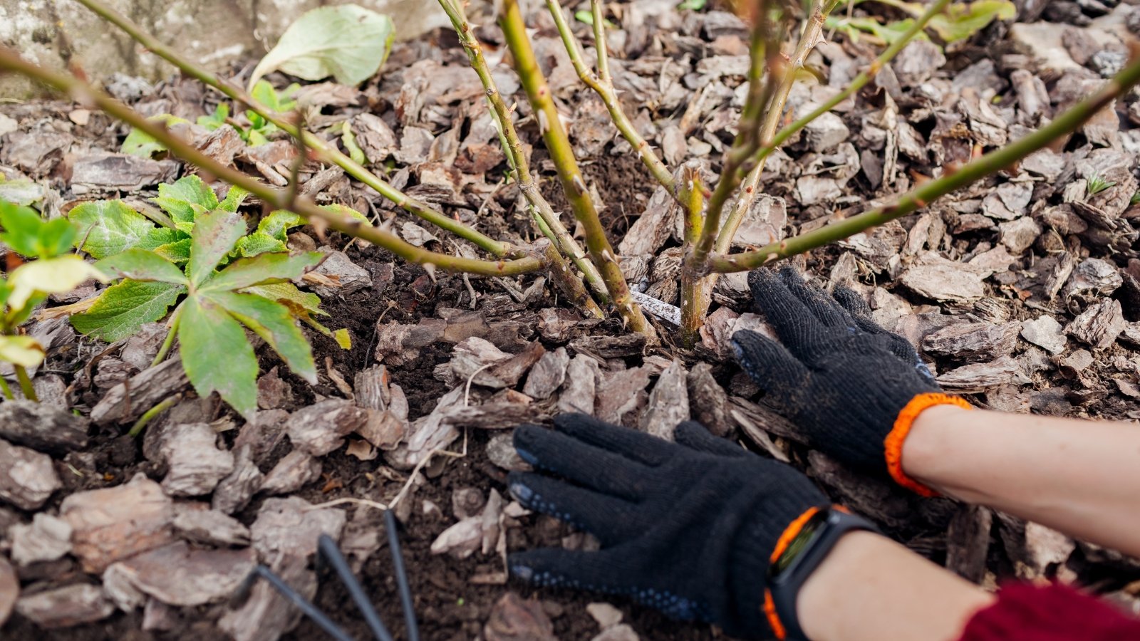 A person wearing black gloves adds dark brown mulch around the base of a green bush. The bush has wide, glossy green leaves, and the mulch creates a neat, protective layer on the soil, contrasting with the fresh greenery above.