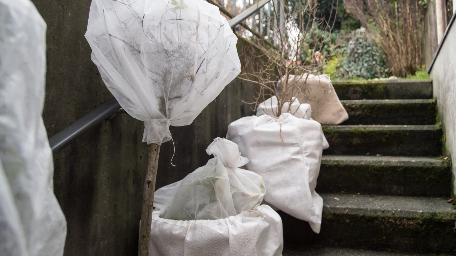 Several potted plants wrapped in white fleece for winter protection are lined up along the garden steps.