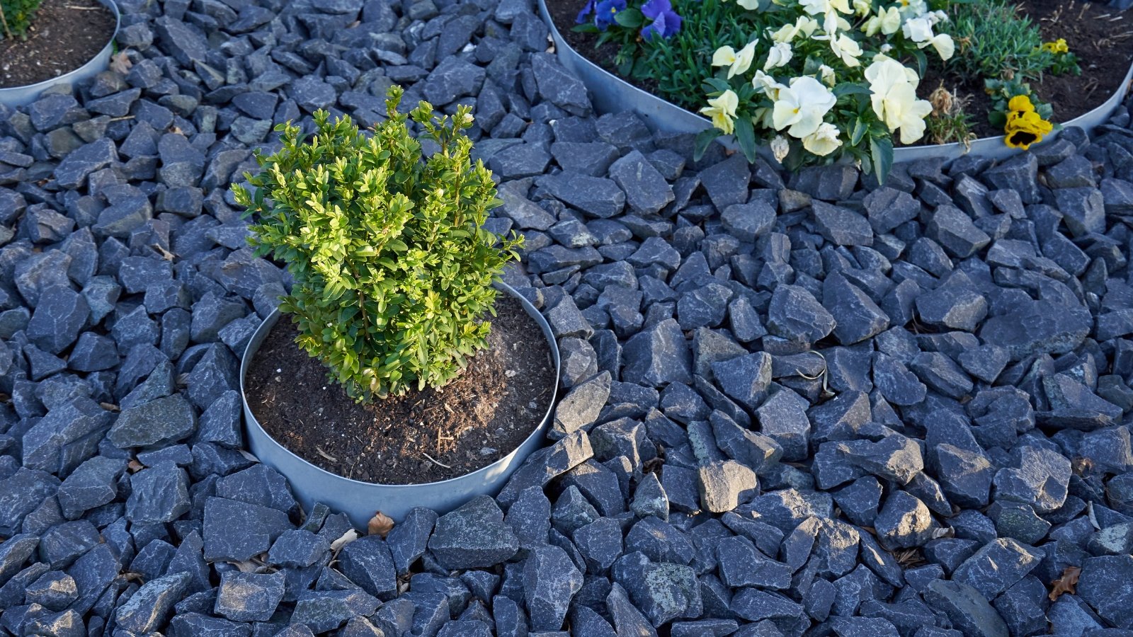 Close-up of a flower pot with a boxwood shrub buried in soil, surrounded by stones in the garden for frost protection.
