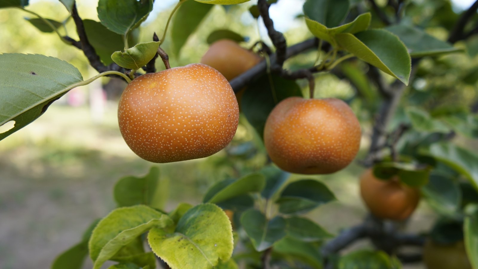 Two spherical, russet-colored fruits with a lightly textured skin, nestled among thin branches and glossy, slightly curved leaves, basking in the sunlight against a blurred backdrop of greenery.