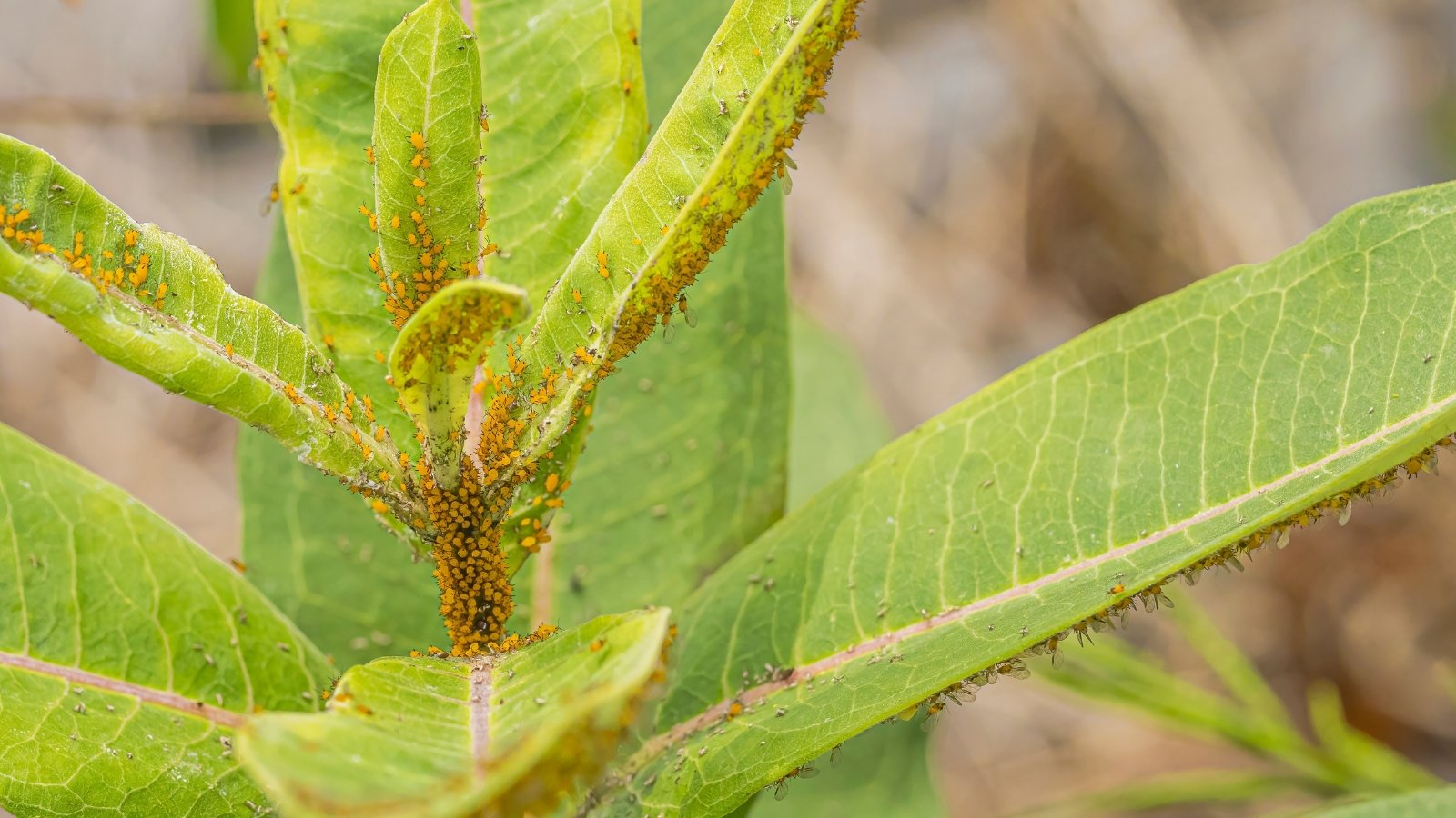 Close-up of small, yellow aphids clustered on the undersides of milkweed leaves, which are showing signs of distortion and damage.
