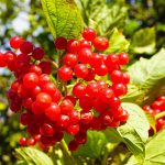 Are you able to Develop Cranberries all through the Residence Yard?