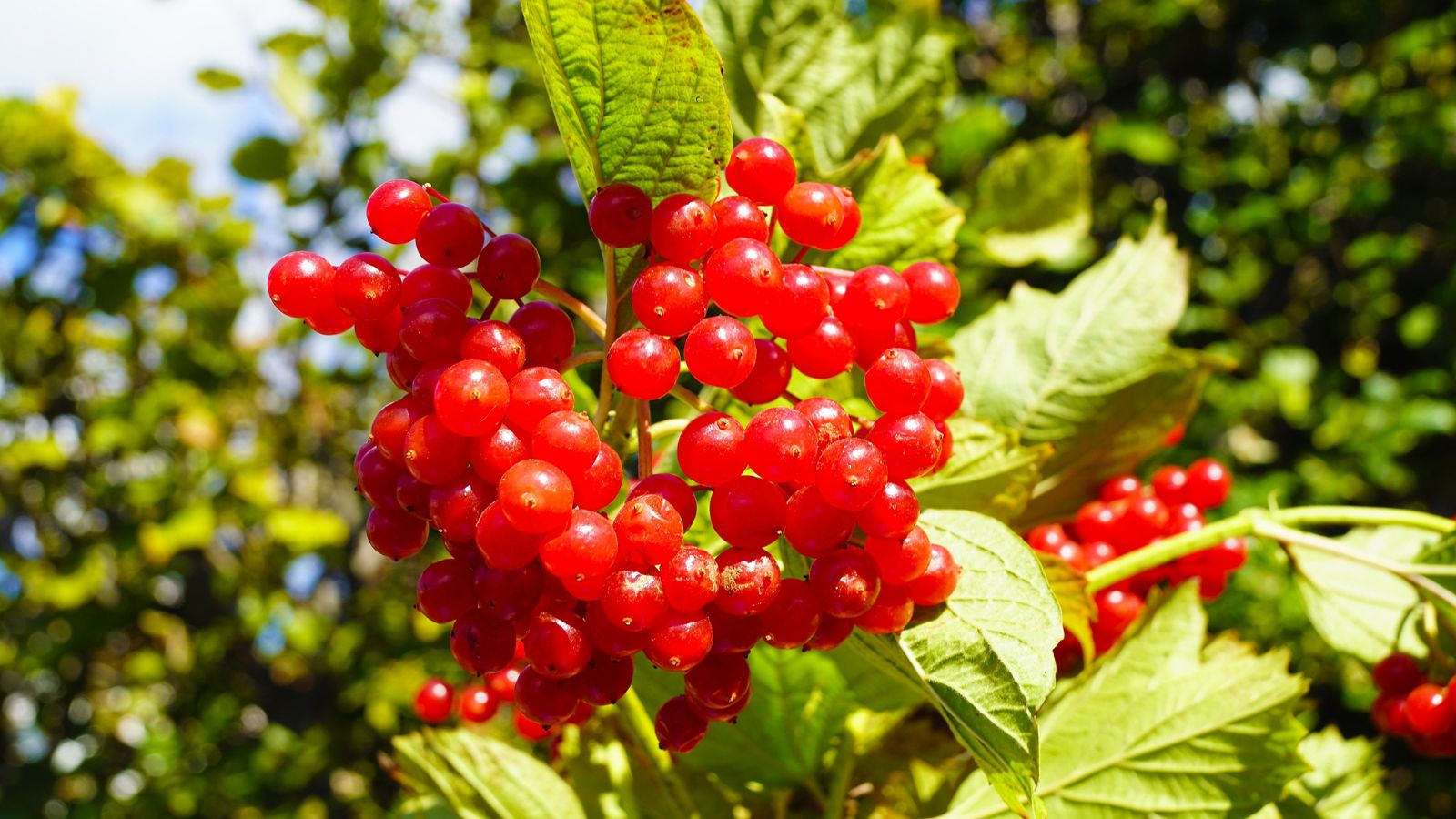 Are you able to Develop Cranberries all through the Residence Yard?