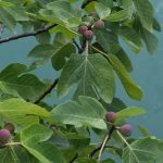 Methods to Prune Fig Bushes for Big Harvests