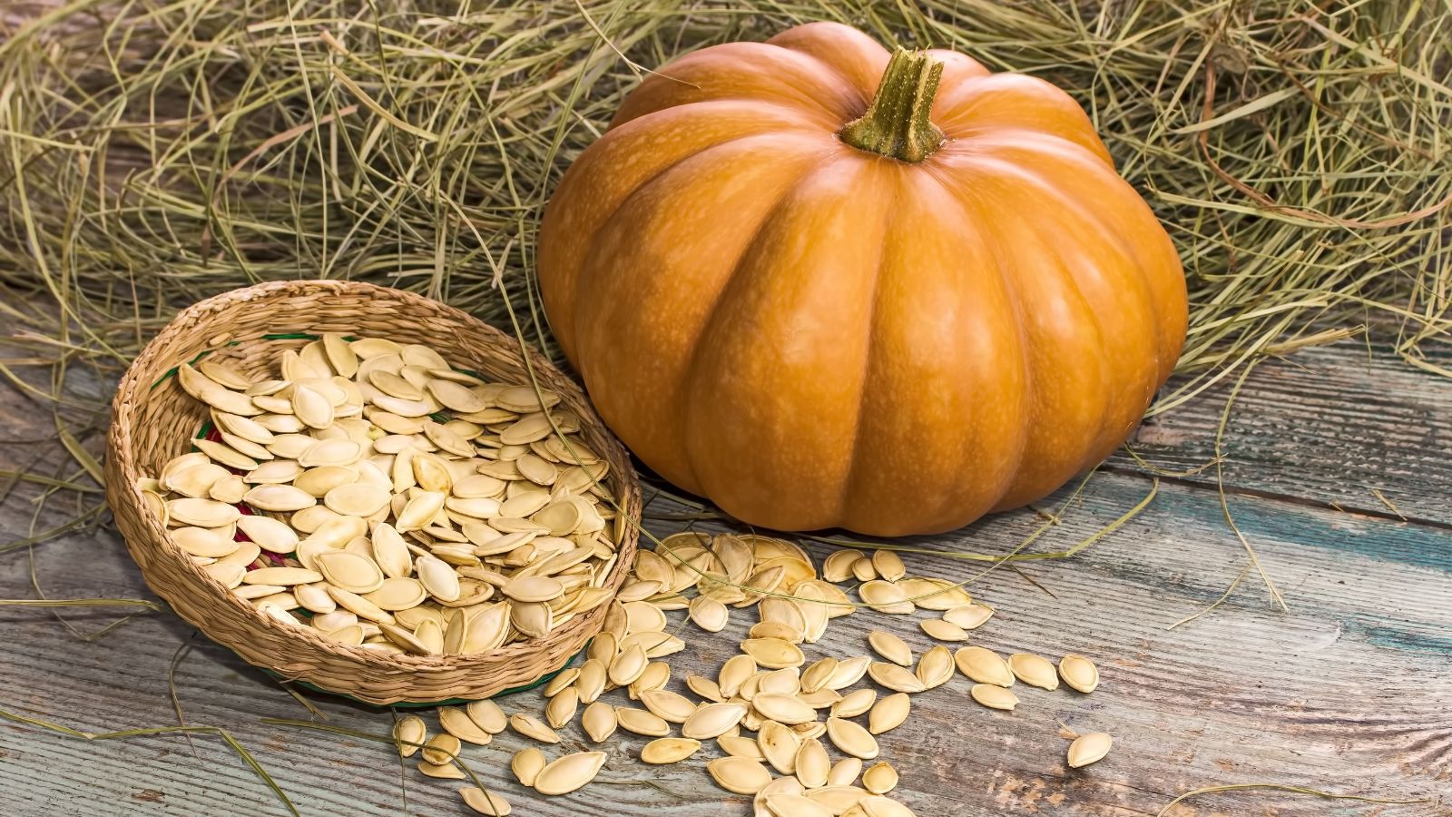 The appropriate methodology to Save Pumpkin Seeds for Subsequent Yr: 7 Expert-Suggestions