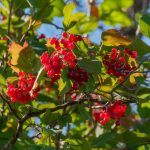 Recommendations on strategies to Plant, Develop, and Maintain Highbush Cranberries