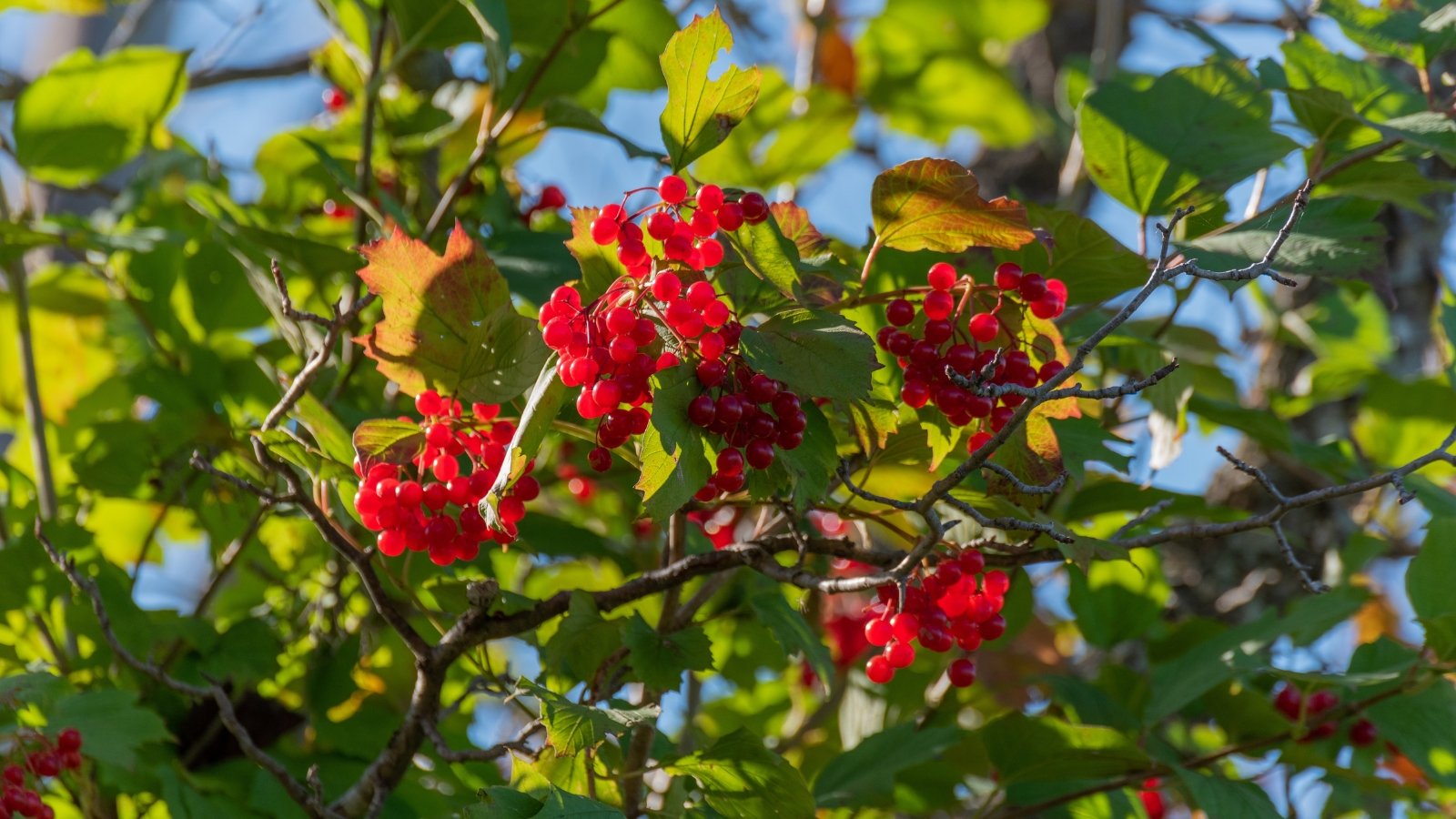 Recommendations on strategies to Plant, Develop, and Maintain Highbush Cranberries