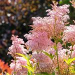 How one can Plant, Develop, and Handle Queen of the Prairie