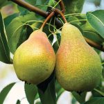 How and When to Harvest Pears for the Juiciest Fruit