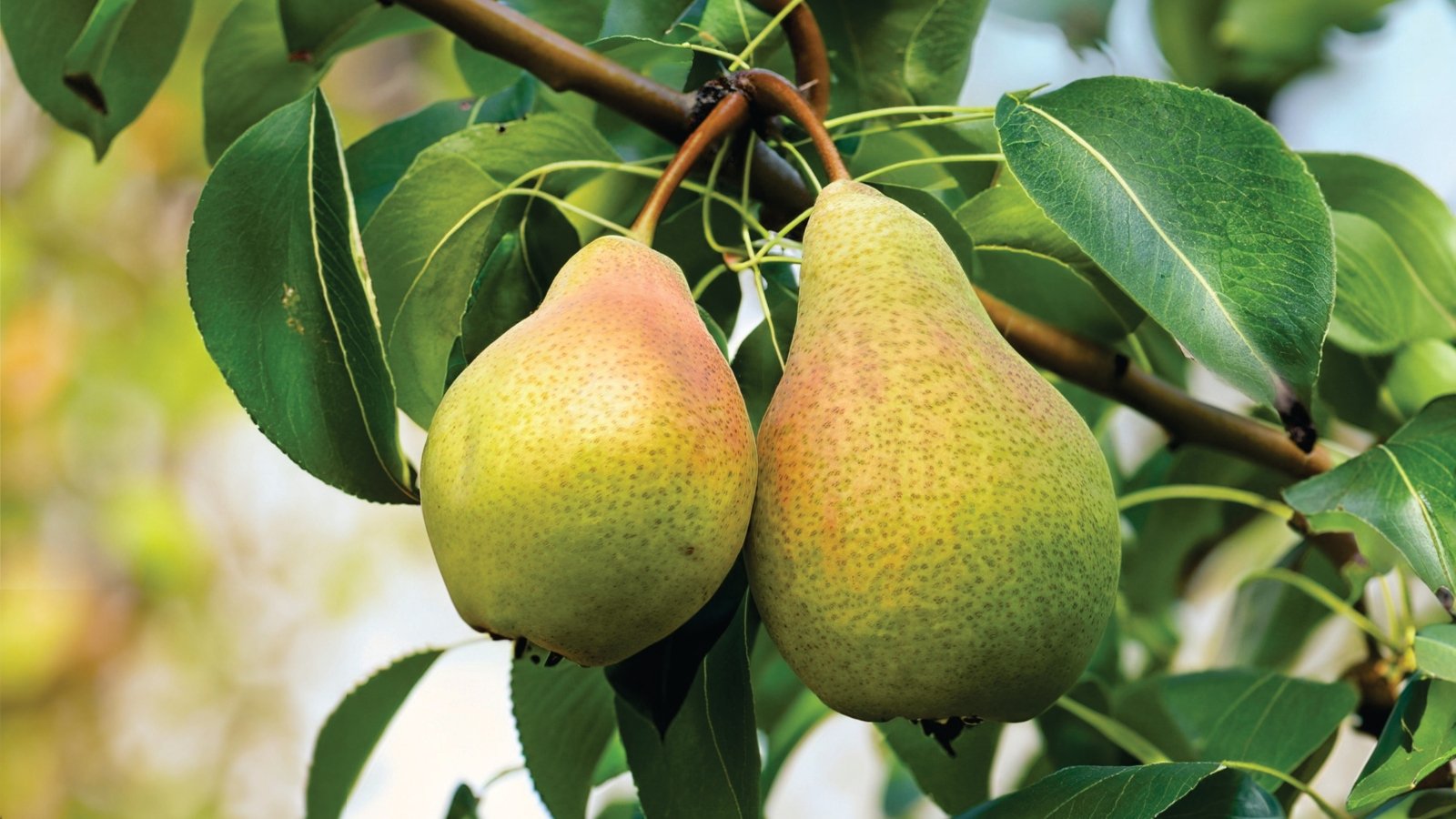 How and When to Harvest Pears for the Juiciest Fruit