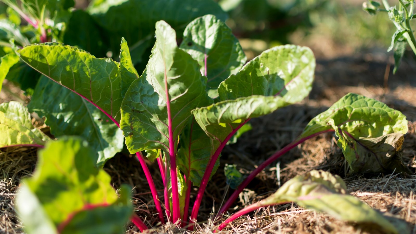 15 Companion Vegetation to Develop with Chard