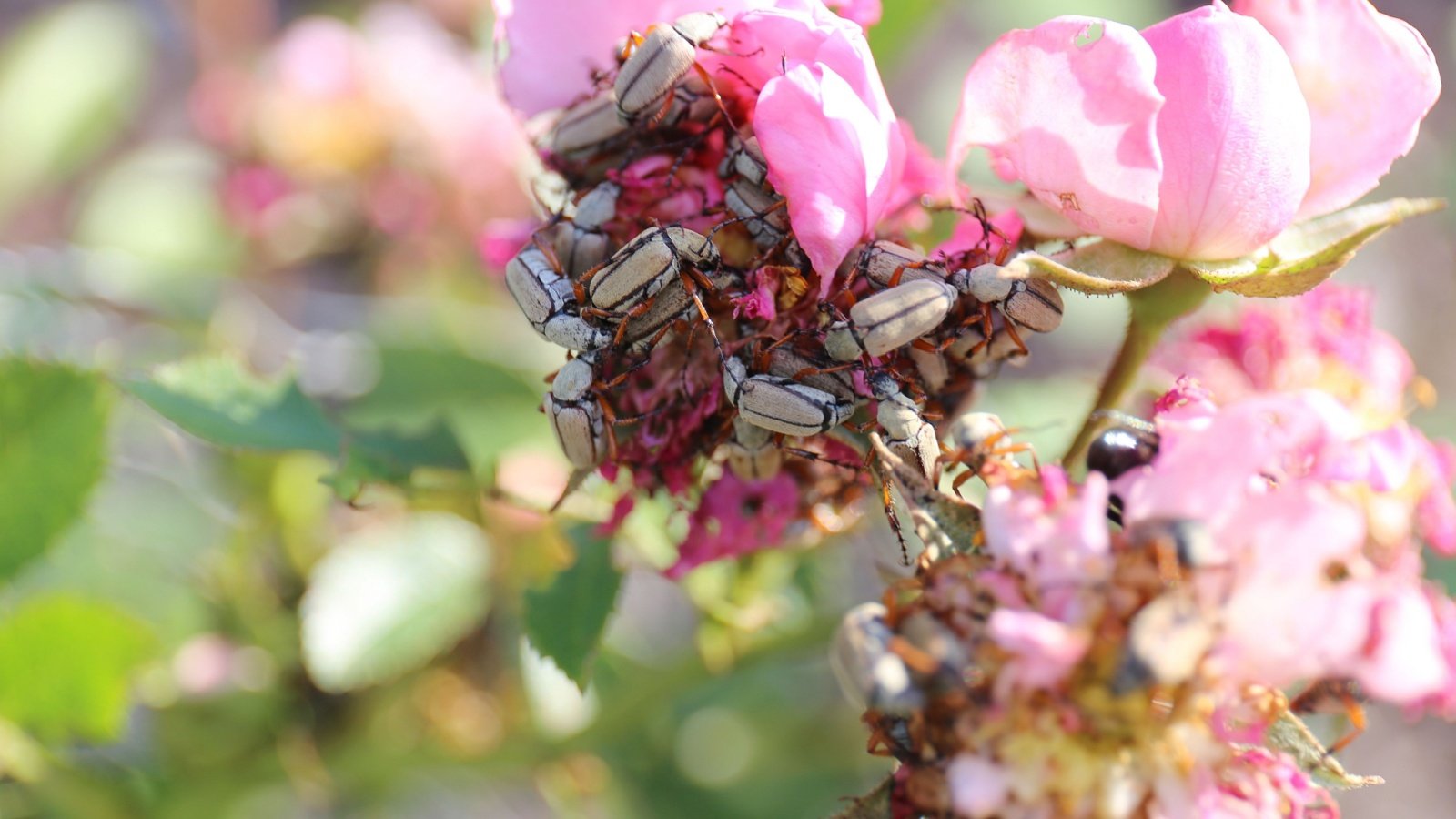 Rose Chafer Beetles: Identification and Administration