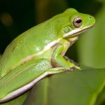 How and Why to Enchantment to Frogs to Your Yard This Yr