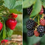 Can You Develop Strawberries with Blackberries?