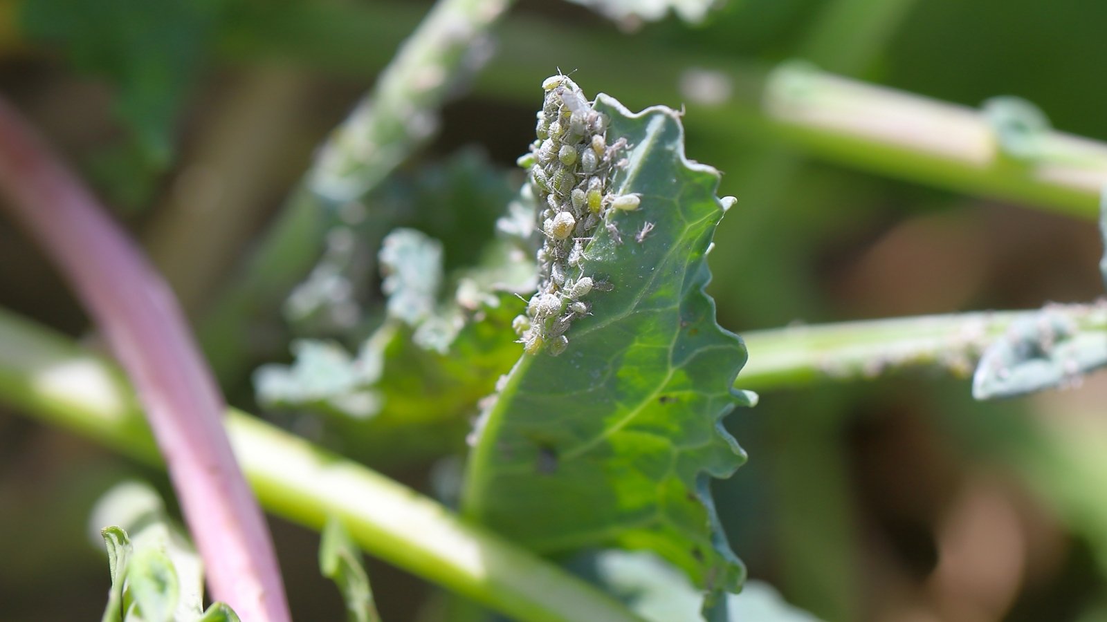 Tiny, gray-green insects cluster tightly on the plant's leaves, covered in a waxy coating.
