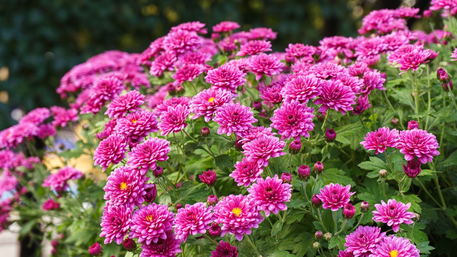 Do Chrysanthemums Present Pure Pest Administration?