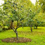 Fall Fruit Tree Care: A Full Data