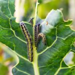 7 Widespread Fall Vegetable Yard Pests