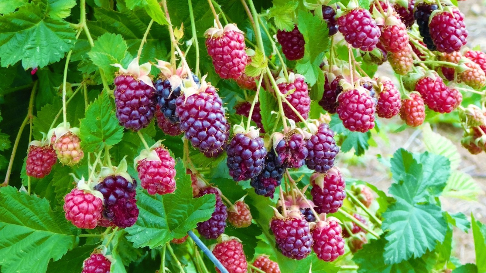 One of many easiest methods to Plant, Develop, and Take care of Marionberries