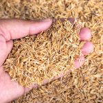 How and Why to Use Rice Hulls all through the Yard