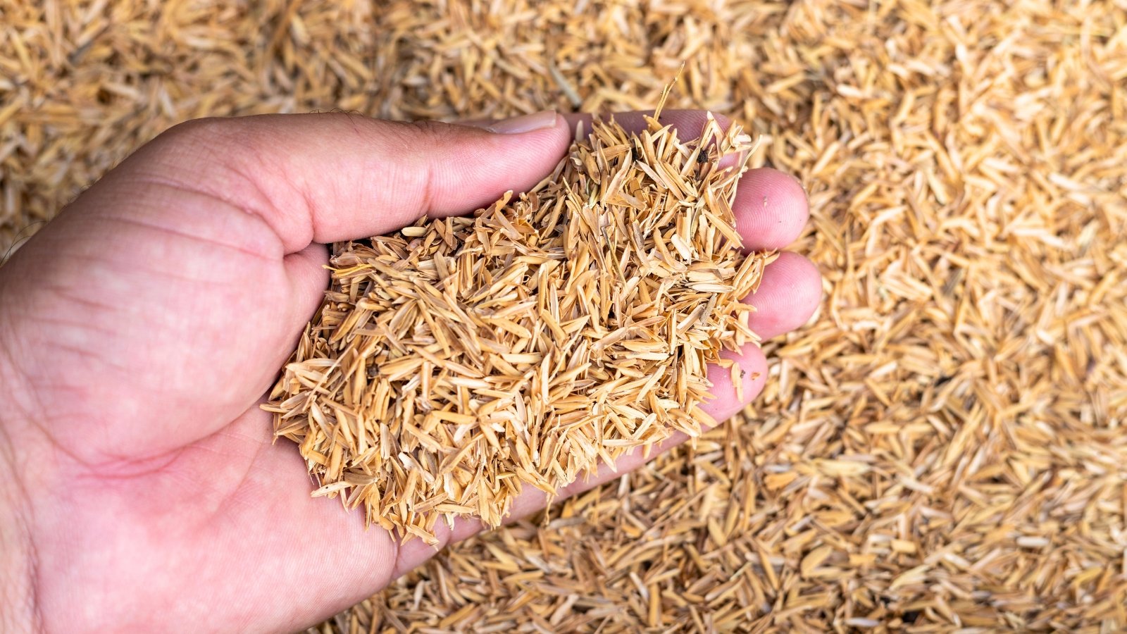 How and Why to Use Rice Hulls all through the Yard