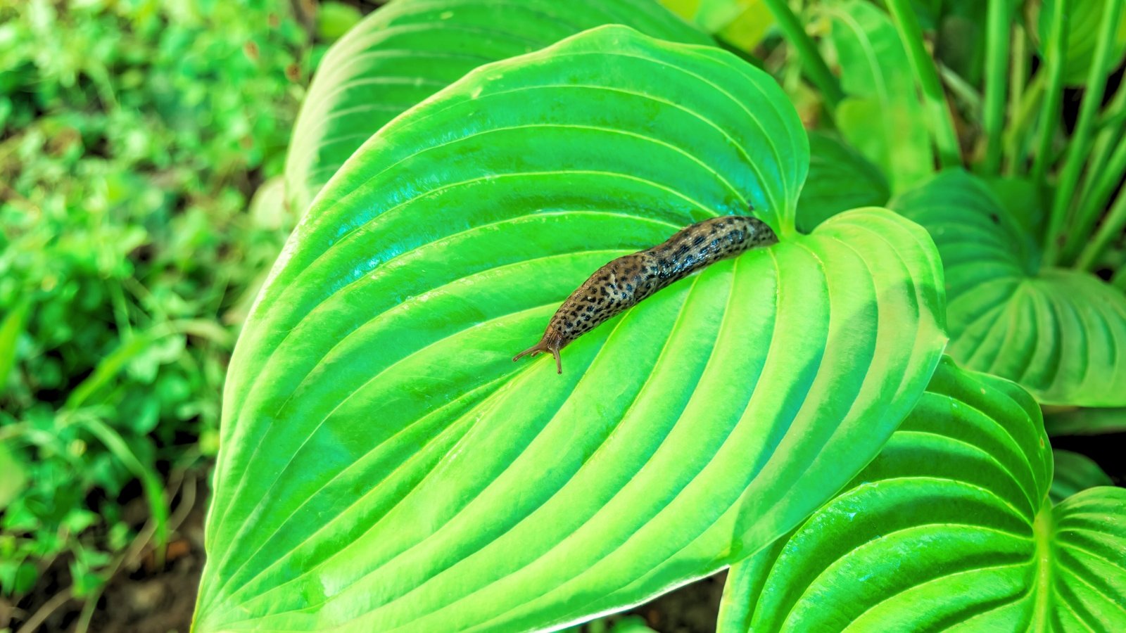 9 Methods to Protect Slugs off Your Hostas