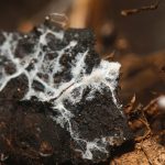 What’s Mycorrhizal Fungi? Is It Good For My Yard?