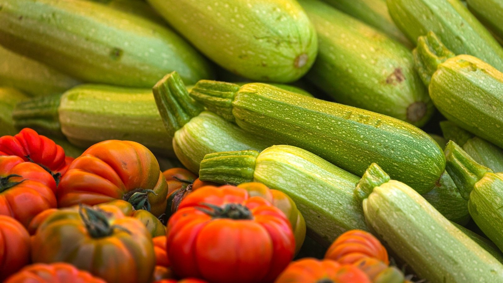 Ought to You Plant Zucchini With Tomatoes This Season?