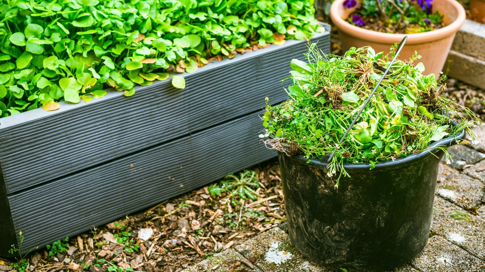 Close-up of a black bucket filled with weeds, positioned against a wooden raised bed in the garden.
