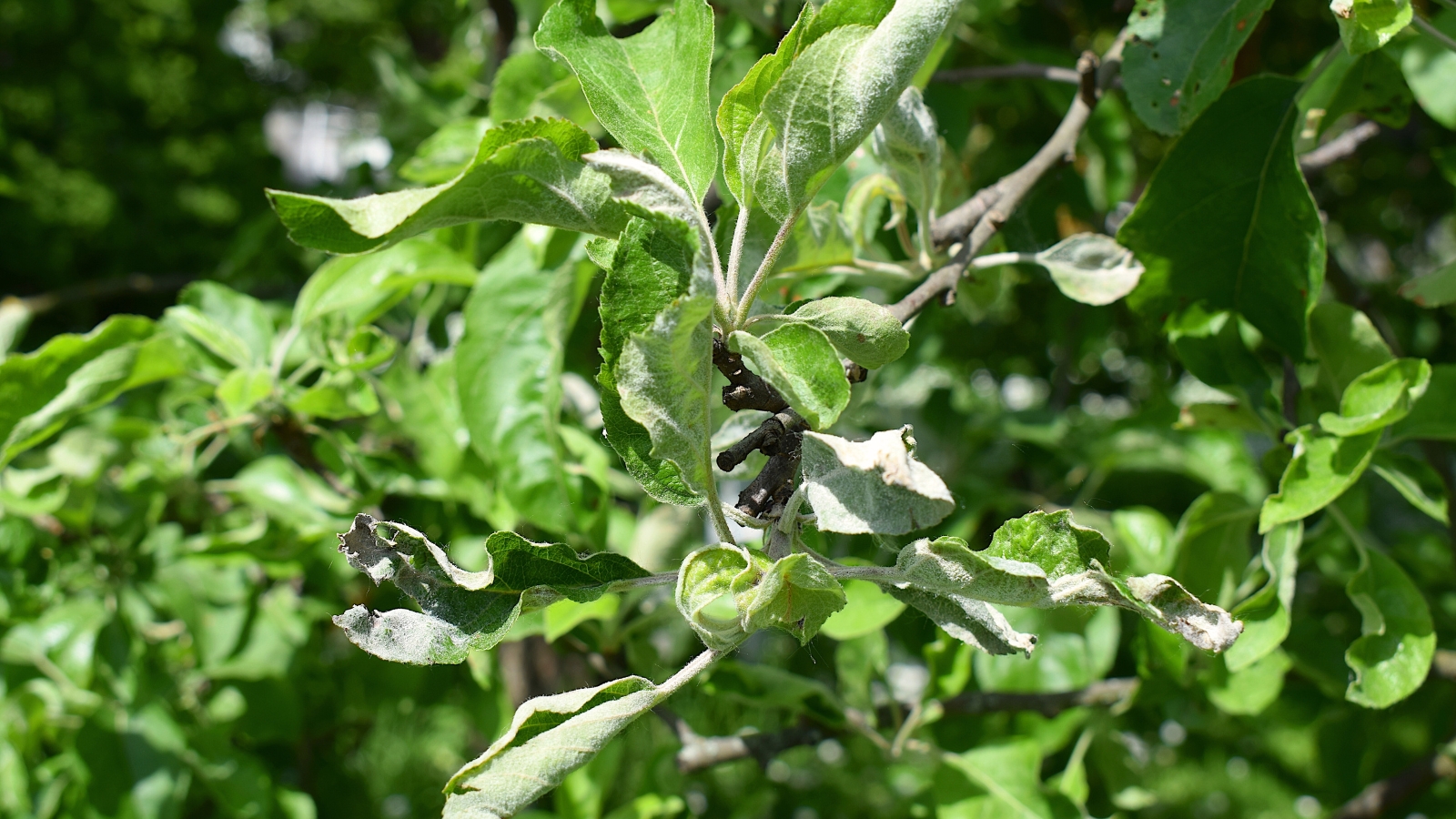 The apple tree leaves affected by powdery mildew exhibit a distinctive white, powdery coating on the upper surfaces, leading to curling.
