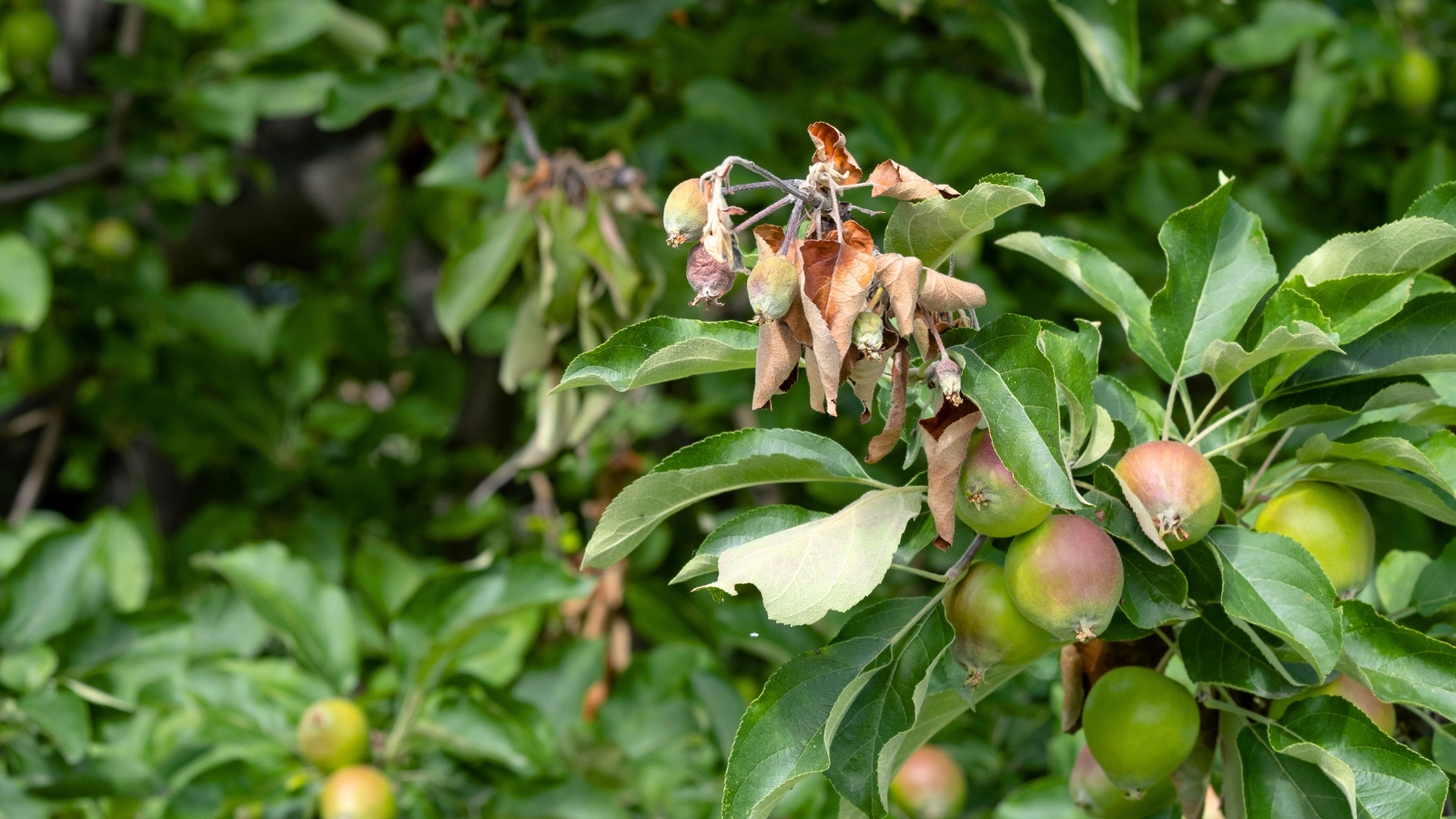 A close-up of a diseased apple tree with oval green leaves and small green, pink-skinned fruits among wilted, rotting brown leaves.
