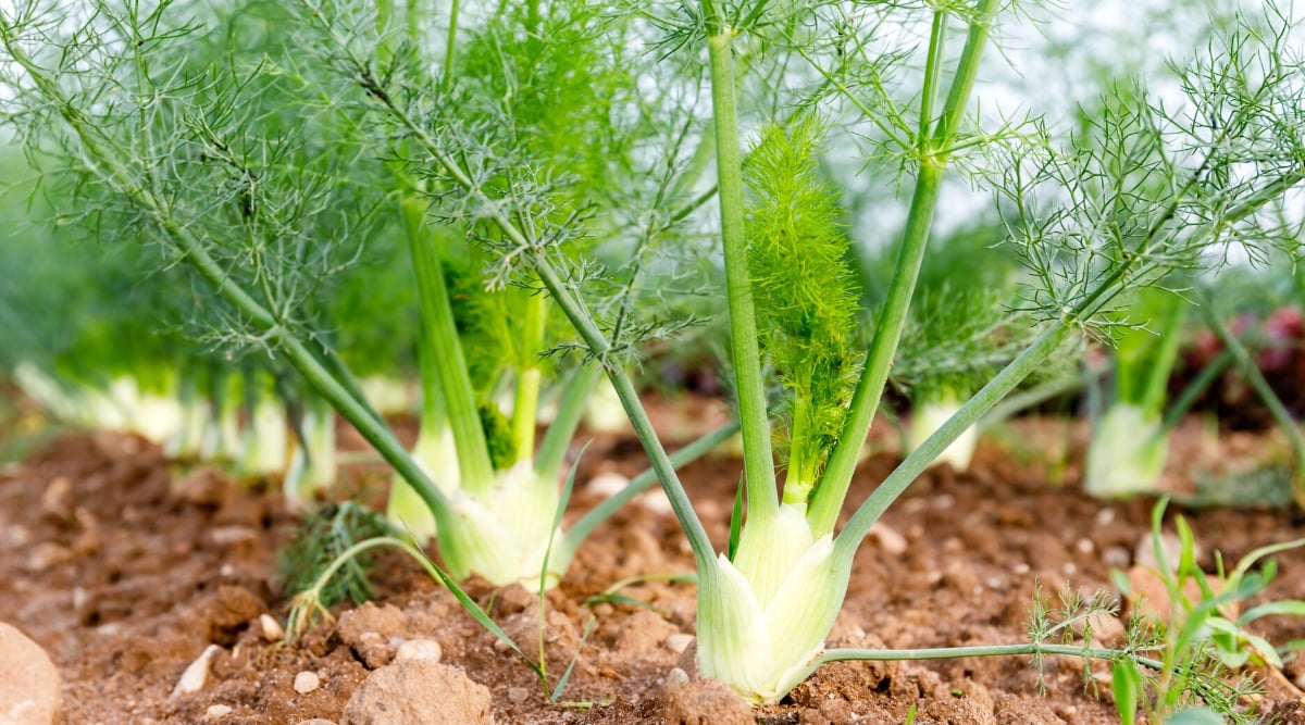 Close-up of a Fennel growing in rows in a garden. The plant has bright green, feathery, fern-like leaves that grow in a rosette at the base of the plant. The plant forms a bulbous white structure at the base.