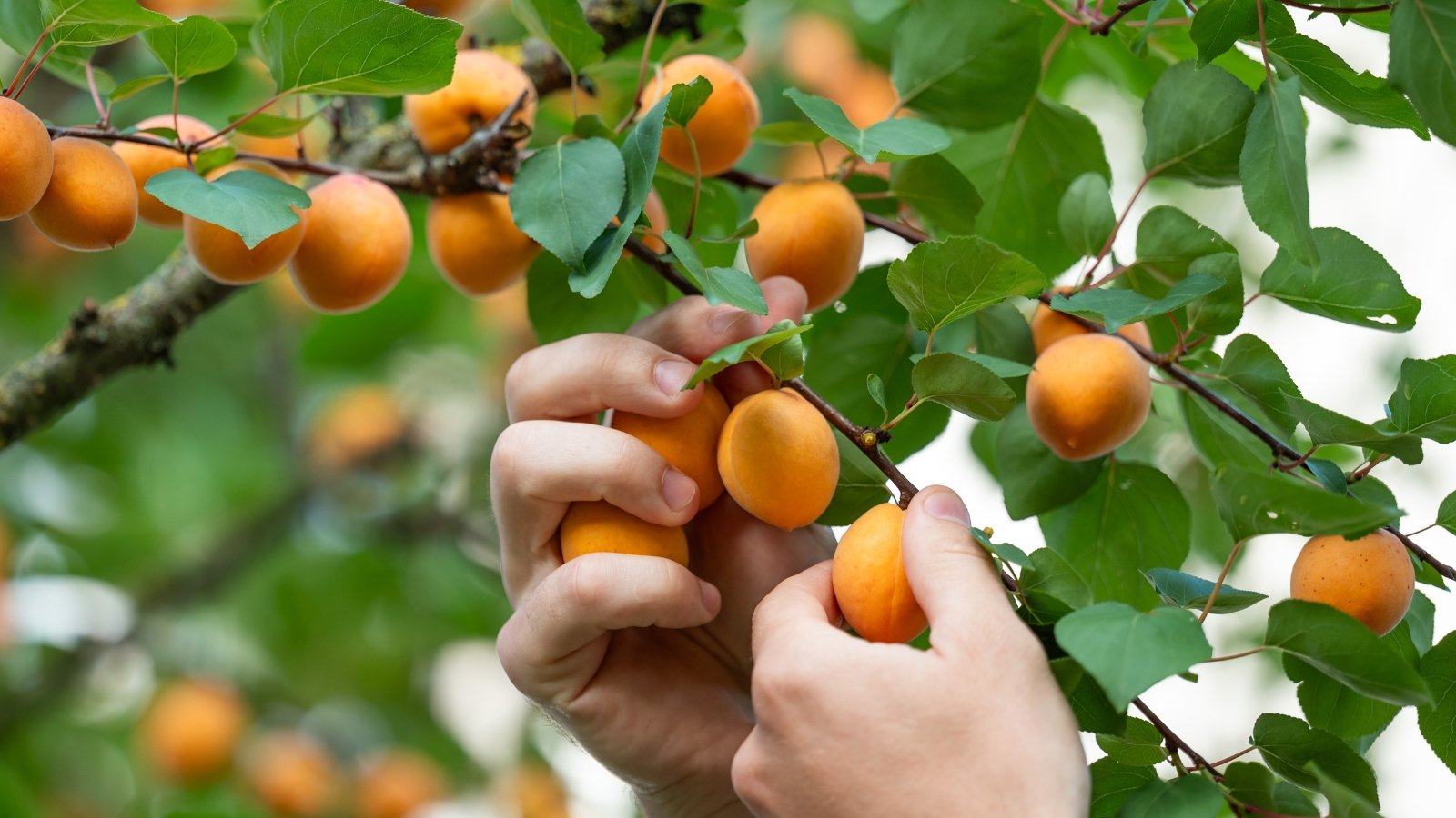 Male hands gently grasp ripe, golden-orange apricots hanging from leafy branches.
